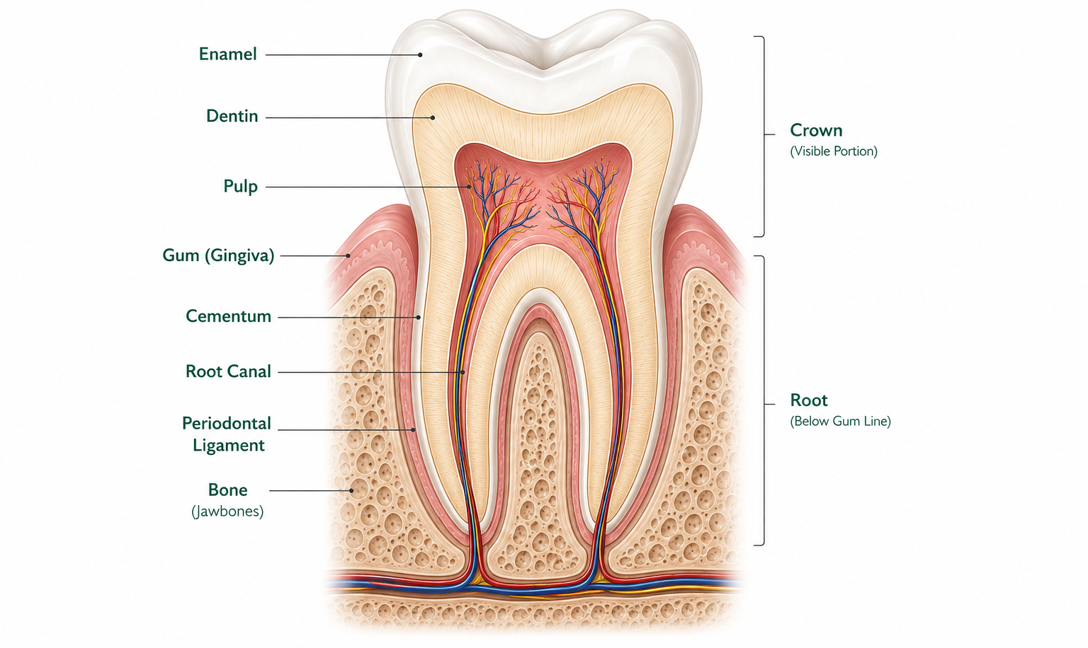 Labeled cross-section diagram of a tooth showing enamel, dentin, pulp, cementum, root canal, nerve and blood vessels, gum, and alveolar bone